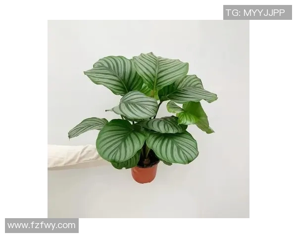 盆栽种植技巧与养护方法全面解析，打造绿色家居环境的必备指南